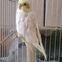 عروس هلندی