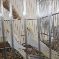 تعدادی عروس هلندی|پرنده|خمینیشهر, |دیوار