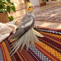 عروس هلندی