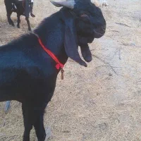 نری گلابی