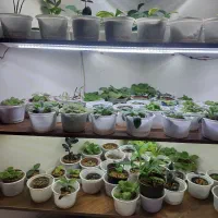 گلهای آپارتمانی