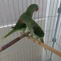 دو عدد شاه طوطی