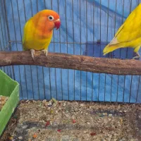 طوطی برزیلی فیشر طلایی کمیاب|پرنده|اهواز, کیانپارس |دیوار
