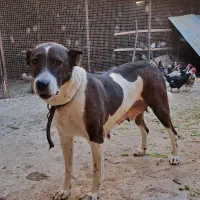 ماده خراسانی