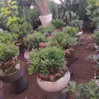 گل میخک بنسایی