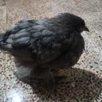 مرغ و خروس برهما