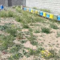 کندوی نبورعسل