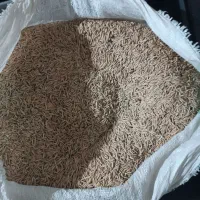شالی فجر سوزنی فروشی|خوردنی و آشامیدنی|مینودشت, |دیوار