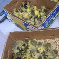 جوجه غاز از بهترین گله در رشت سراوان