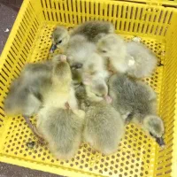 جوجه غاز محلی ۲ روزه