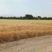 فروش-زمین-3-هکتاری-با-16-ساعت-آب-محمودآباد