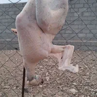 بوقلمون محلی|حیوانات مزرعه|شاهین دژ, |دیوار