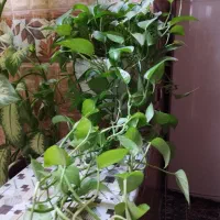 گُل طبیعی|گل و گیاه طبیعی|دورود, |دیوار