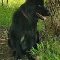 ژرمن|سگ|سقز, |دیوار