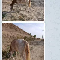 اسب مادیون آروم|اسب و تجهیزات اسبسواری|شیروان (خراسان), |دیوار