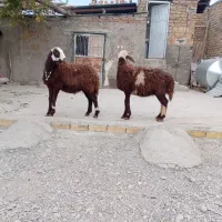 دوراس بره ماده درجه یک .گوسفند