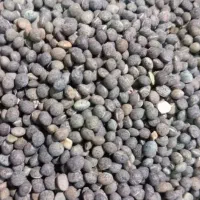 قره دانه ماش سیاه