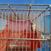 سهره کرمانی|پرنده|زاویه, |دیوار