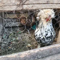 کبوترزرد.سفید. کله دم سبز..خوروس ومرغ جوان|پرنده|اصفهان, بوستان ناژوان|دیوار