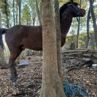 نریان باری سواری با نعل