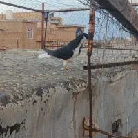 راست سیاه نر