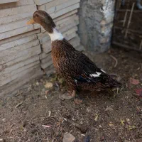 غاز.اردک.بوقلمون|حیوانات مزرعه|نجفآباد, گلدشت|دیوار