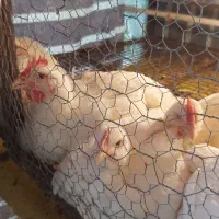 مرغ گوشتی راس ارگانیک