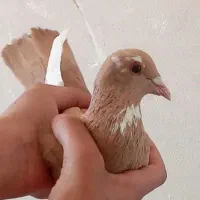 پرنده ماده زرد پلنگ اسطوره