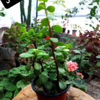 فروش گل از ۴۰ تومان تا ۱۵۰ تومان