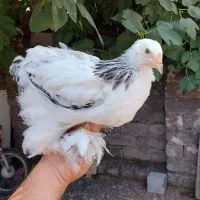 جوجه برهما