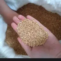 گندم دیمه