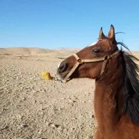 کره مادیون|اسب و تجهیزات اسبسواری|نهاوند, |دیوار