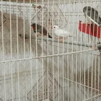 فنچ دوعدد نر یکی ماده