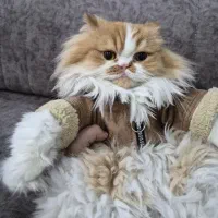 ۴ گربه بریتیش پرشین ۱ ساله به شرط عقیم سازی