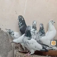 کبوتر کاشونی پرشی|پرنده|پیر بکران, |دیوار