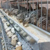 بلدرچین مولد موجود بلدرچین رنگ خاص