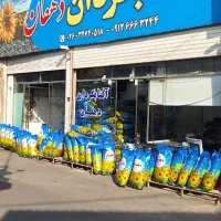 تخمه آفتابگردان