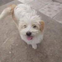 سگ پشمالو ۸ماهه