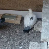 تخم کبوتر نقش ( بلژیکی)|پرنده|سیرجان, |دیوار