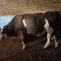 گاوگوشتی .|حیوانات مزرعه|سجاس رود, |دیوار