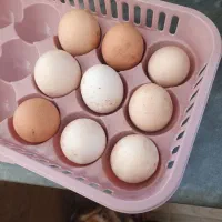 تخم مرغ گلین