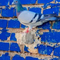 کفتر پرنده3تا ماده پلاکی درجه یک|پرنده|کارون, |دیوار