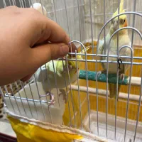 یک جفت عروس هلندی|پرنده|تهران, حکیمیه|دیوار