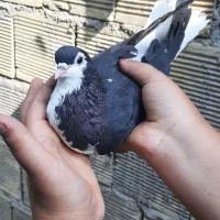 کبوتر شهری|پرنده|خرمشهر, |دیوار