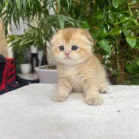 سرپرستی گربه ی اصیل|گربه|شیراز, باغ تخت|دیوار