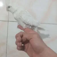 البینوسفیدماده