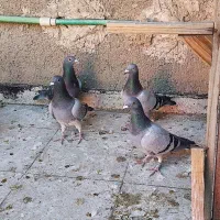 کفتر پلاکی|پرنده|شیراز, کوشک میدان|دیوار