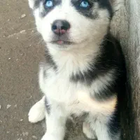 توله 5 ماهه هاسکی ماده  سفید مشکی