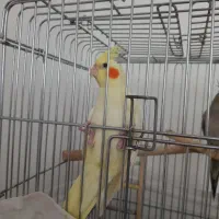 سه عدد عروس هلندی مولد|پرنده|فردیس, فردیس|دیوار