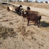 ۳راس گوسفنددوقلو